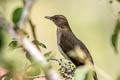 Black-billed Thrush Turdus ignobilis debilis