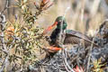 Black-breasted Hillstar Oreotrochilus melanogaster