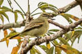 Black-capped Becard Pachyramphus marginatus nanus