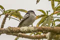 Black-capped Becard Pachyramphus marginatus nanus