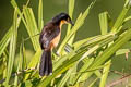 Black-capped Donacobius Donacobius atricapilla nigrodorsalis