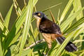 Black-capped Donacobius Donacobius atricapilla nigrodorsalis