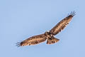 Black-chested Buzzard-Eagle Geranoaetus melanoleucus australis