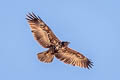 Black-chested Buzzard-Eagle Geranoaetus melanoleucus australis