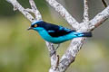 Black-faced Dacnis Dacnis lineata