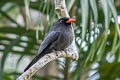 Rufous-capped Nunlet Nonnula ruficapilla ruficapilla