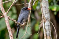 Rufous-capped Nunlet Nonnula ruficapilla ruficapilla