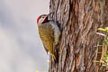 Black-necked Woodpecker Colaptes atricollis peruvianus