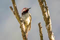 Black-necked Woodpecker Colaptes atricollis peruvianus