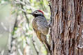 Black-necked Woodpecker Colaptes atricollis peruvianus