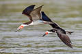 Black Skimmer Rynchops niger cinerascens