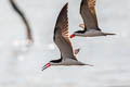 Black Skimmer Rynchops niger cinerascens