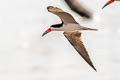 Black Skimmer Rynchops niger cinerascens