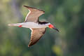 Black Skimmer Rynchops niger cinerascens