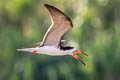 Black Skimmer Rynchops niger cinerascens