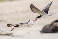 Black Skimmer Rynchops niger cinerascens