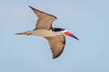 Black Skimmer Rynchops niger cinerascens