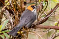 Black-spectacled Brushfinch Atlapetes melanopsis