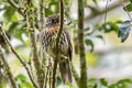 Black-streaked Puffbird Malacoptila fulvogularis