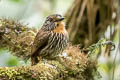 Black-streaked Puffbird Malacoptila fulvogularis