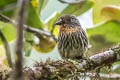 Black-streaked Puffbird Malacoptila fulvogularis