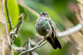 Black-thighed Puffleg Eriocnemis derbyi