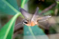 Black-throated Hermit Phaethornis atrimentalis atrimentalis