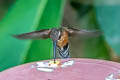 Black-throated Hermit Phaethornis atrimentalis atrimentalis