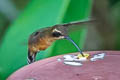 Black-throated Hermit Phaethornis atrimentalis atrimentalis