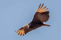 Black Vulture Coragyps atratus