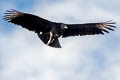 Black Vulture Coragyps atratus