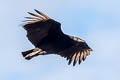 Black Vulture Coragyps atratus