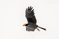 Black Caracara Daptrius ater (Yellow-throated Caracara)