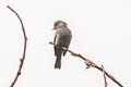 Blackish Pewee Contopus nigrescens canescens