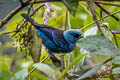 Blue-and-black Tanager Tangara vassorii atrocoerulea