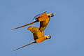 Blue-and-yellow Macaw Ara ararauna