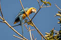 Blue-and-yellow Macaw Ara ararauna