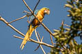 Blue-and-yellow Macaw Ara ararauna