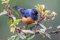 Blue-backed Conebill Conirostrum sitticolor cyaneum