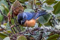 Blue-backed Conebill Conirostrum sitticolor cyaneum