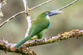 Blue-banded Toucanet Aulacorhynchus coeruleicinctis