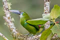 Blue-banded Toucanet Aulacorhynchus coeruleicinctis