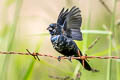 Blue-black Grassquit Volatinia jacarina splendens