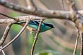 Blue-browed Tanager Tangara cyanotis lutleyi
