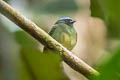 Blue-capped Manakin Lepidothrix coronata caelestipileata