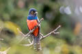 Blue-crowned Trogon Trogon curucui peruvianus