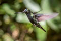 Blue-fronted Lancebill Doryfera johannae johannae