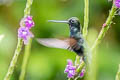 Blue-fronted Lancebill Doryfera johannae johannae