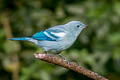 Blue-grey Tanager Thraupis episcopus urubambae