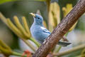 Blue-grey Tanager Thraupis episcopus caerulea